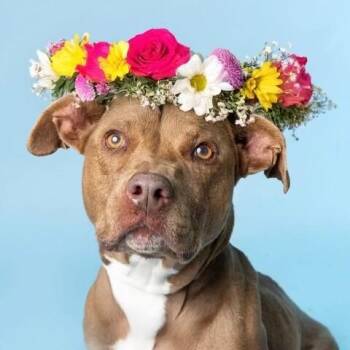 Pit Bull Terrier and American Staffordshire Terrier Dogs Available for Adoption - Beatrice Bestie Boo | PetCurious