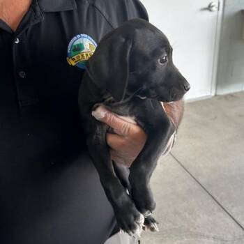 Gumdrop -  Mixed Breed Dog for Adoption in Roxboro, North Carolina - Gumdrop | PetCurious