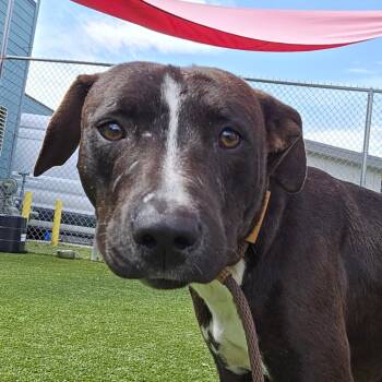 Terrier Dogs Available for Adoption in Chattanooga, Tennessee - Ryobi | PetCurious