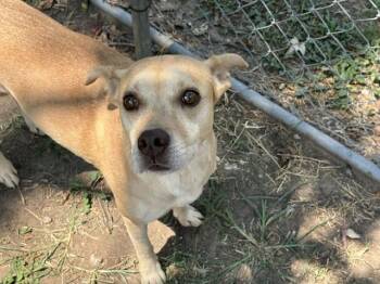 PANCAKE -  Pit Bull Terrier and Mixed Breed Dog for Adoption in Tulsa, Oklahoma - PANCAKE | PetCurious