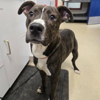 Elijah -  Boxer and Pit Bull Terrier Dog for Adoption in Nashville, Tennessee - Elijah | PetCurious