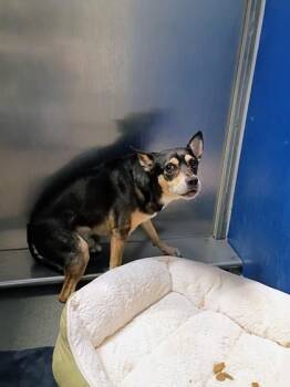 Shadow -  Chihuahua and Mixed Breed Dog for Adoption in Beatrice, Nebraska - Shadow | PetCurious