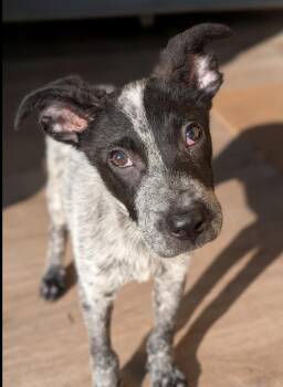Baby -  Australian Cattle Dog Blue Heeler Dog for Adoption in Baton Rouge, Louisiana - Baby | PetCurious