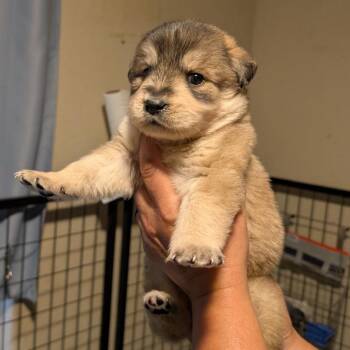 Crouton -  Labrador Retriever Dog for Adoption in San Antonio, Texas - Crouton | PetCurious
