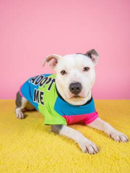 Chico-ADOPT Me -  Pit Bull Terrier Dog for Adoption in Redondo Beach, California - Chico-ADOPT Me | PetCurious