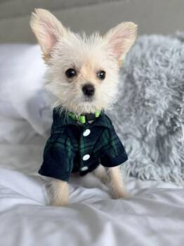 Terrier Dogs Available for Adoption in Ephrata, Washington - Martini  | PetCurious