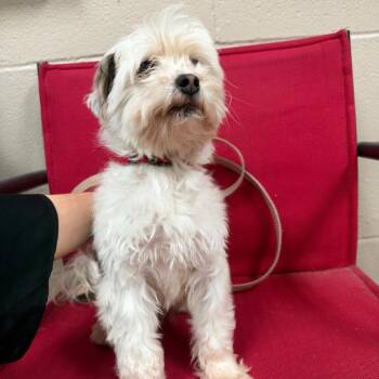 Snoopy -  Yorkshire Terrier Dog for Adoption in Birmingham, Alabama - Snoopy | PetCurious