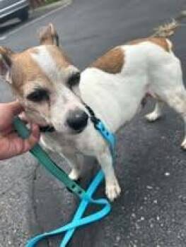 Dolly -  Jack Russell Terrier Dog for Adoption in Kettering, Ohio - Dolly | PetCurious