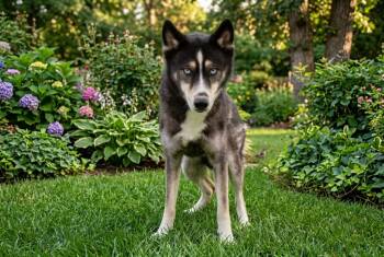 Husky and German Shepherd Dog Dogs Available for Adoption in Sebastian, Florida - Kaila | PetCurious