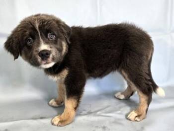 Aria -  Australian Shepherd and Bernese Mountain Dog Dog for Adoption in Morton Grove, Illinois - Aria | PetCurious
