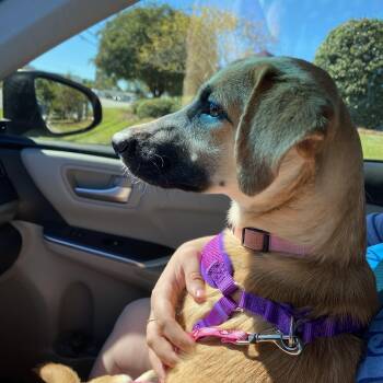 Rescue Labrador Retriever Dogs for Adoption in Columbia, South Carolina - Devney | PetCurious