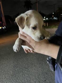 German Shepherd Dog and Mixed Breed Dogs Available for Adoption in Doral, Florida - SHY | PetCurious