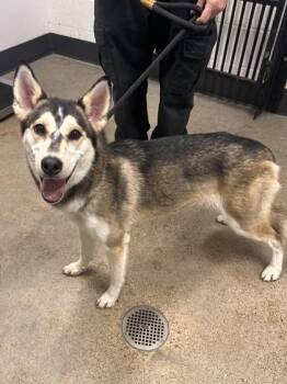 Rescue Husky Dogs for Adoption in Cleveland, Ohio - Emma | PetCurious