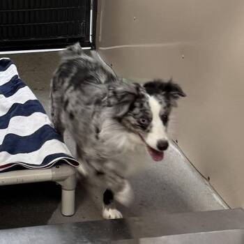 Olive -  Australian Shepherd Dog for Adoption in Murray, Utah - Olive | PetCurious