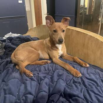 Carolina Dog Dogs Available for Adoption - Tulip  | PetCurious