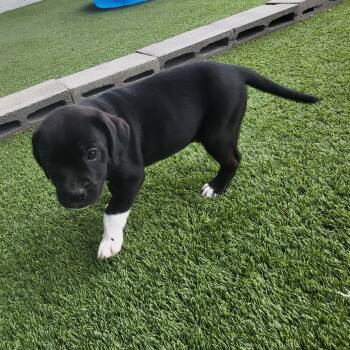 Rescue Terrier and Mixed Breed Dogs for Adoption in Loxahatchee Groves, Florida - Moonflower 9907 | PetCurious