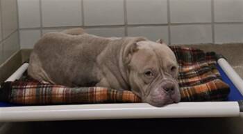 Pit Bull Terrier Dogs Available for Adoption in Derwood, Maryland - HONEYBUN | PetCurious