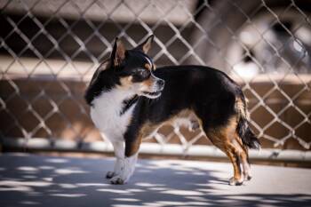 Chihuahua Dogs Available for Adoption in Twentynine Palms, California - Halpert | PetCurious