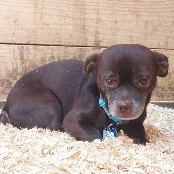 Rescue Chihuahua Dogs for Adoption in Wake Forest, North Carolina - Golf | PetCurious