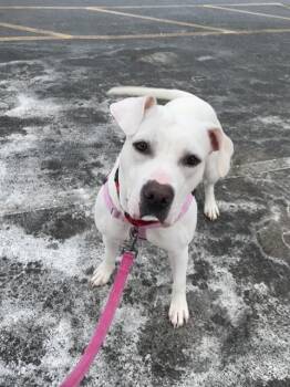 American Bulldog and Mixed Breed Dogs Available for Adoption in Methuen, Massachusetts - MARSHMALLOW | PetCurious