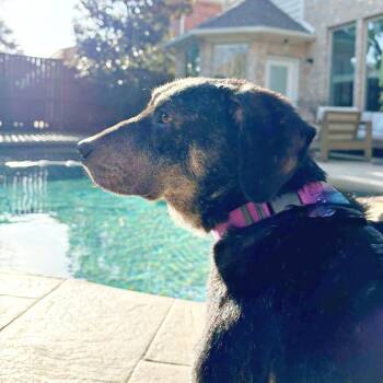 Mixed Breed Dogs Available for Adoption in Lewisville, Texas - Fiona | PetCurious