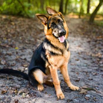 Rescue German Shepherd Dog Dogs for Adoption in Conroe, Texas - Sadhbh "Syve" | PetCurious