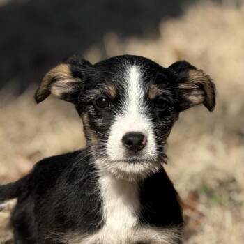 Terrier Dogs Available for Adoption - Freddie | PetCurious