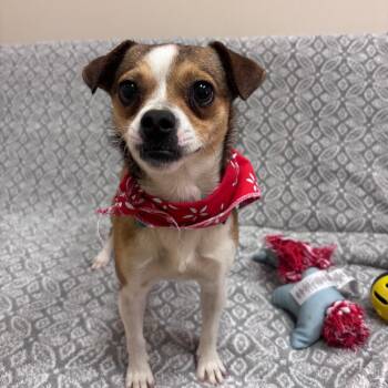 Chihuahua Dogs Available for Adoption - Cha Cha | PetCurious