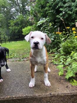 Beans Pie -  Labrador Retriever and Pointer Dog for Adoption in Waunakee, Wisconsin - Beans Pie | PetCurious