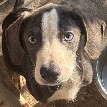 Rescue Catahoula Leopard Dog and Mixed Breed Dogs for Adoption in Peculiar, Missouri - Mario | PetCurious