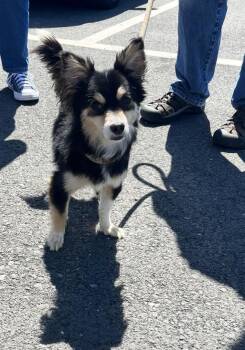 Darwin -  Papillon and Terrier Dog for Adoption in Vallejo, California - Darwin | PetCurious