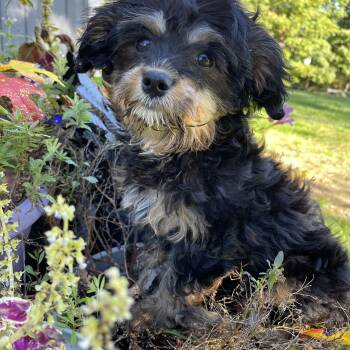 Rollo -  Cavapoo and Yorkshire Terrier Dog for Adoption in Lincoln University, Pennsylvania - Rollo | PetCurious