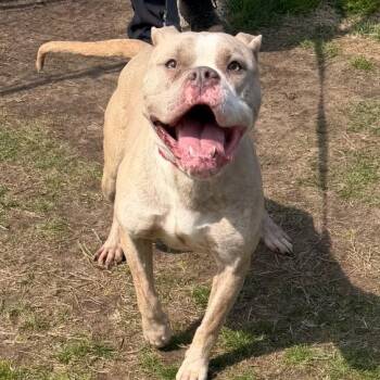 Pit Bull Terrier and Mixed Breed Dogs Available for Adoption in Newark, New Jersey - Hazel | PetCurious