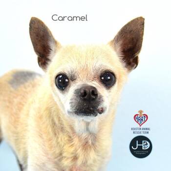 Caramel -  Chihuahua and Mixed Breed Dog for Adoption - Caramel | PetCurious
