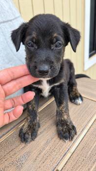 ABEL -  Mixed Breed Dog for Adoption in Harlingen, Texas - ABEL | PetCurious