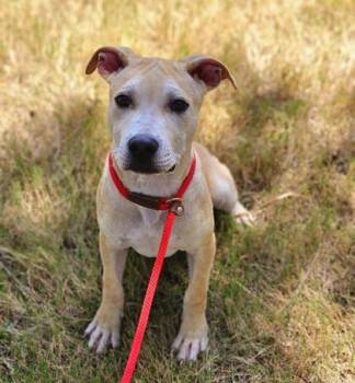 Mixed Breed Dogs Available for Adoption in Fort Worth, Texas - Cruise | PetCurious