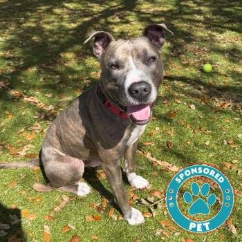 Malcom -  Mixed Breed Dog for Adoption in Titusville, Florida - Malcom | PetCurious