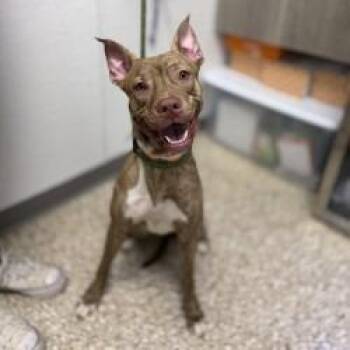 Sundance -  Pit Bull Terrier and Mixed Breed Dog for Adoption in Bullhead City, Arizona - Sundance | PetCurious