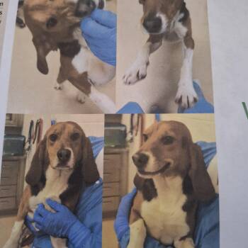 Wilbur -  Beagle Dog for Adoption in Hainesville, Illinois - Wilbur | PetCurious