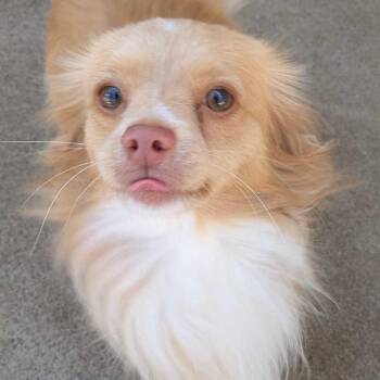 Peanut -  Pomeranian and Chihuahua Dog for Adoption in Pacifica, California - Peanut | PetCurious