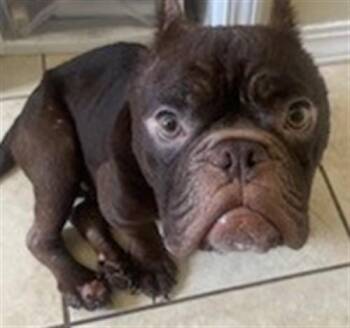 ROSCO -  French Bulldog Dog for Adoption in St. Cloud, Florida - ROSCO | PetCurious