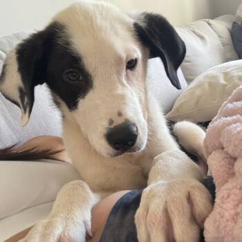Ross -  Labrador Retriever and Great Pyrenees Dog for Adoption in Voorhees Township, New Jersey - Ross | PetCurious
