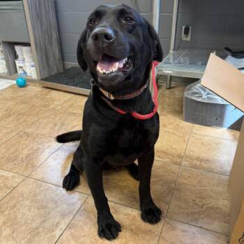 Black Labrador Retriever Dogs Available for Adoption - Tide | PetCurious