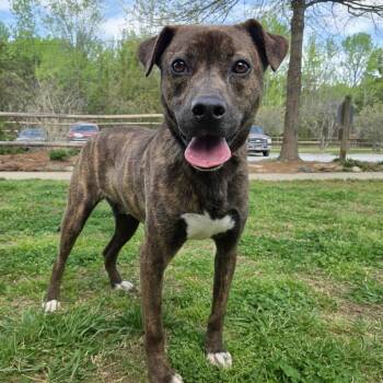 Bluetick Coonhound Dogs Available for Adoption in Shelby, North Carolina - Dexter | PetCurious
