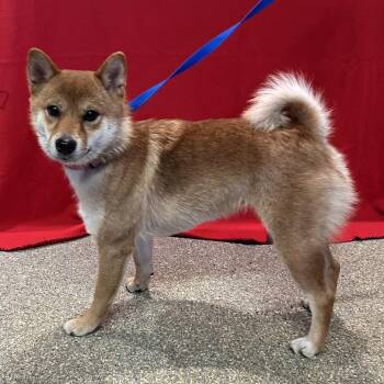 IVHS-Stray-139803 -  Shiba Inu Dog for Adoption in San Gabriel, California - IVHS-Stray-139803 | PetCurious