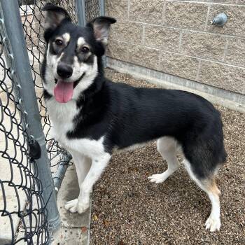 Ally -  Husky Dog for Adoption in Lindon, Utah - Ally | PetCurious