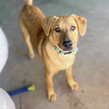 Rescue Retriever Dogs for Adoption in Longview, Texas - Smitten | PetCurious