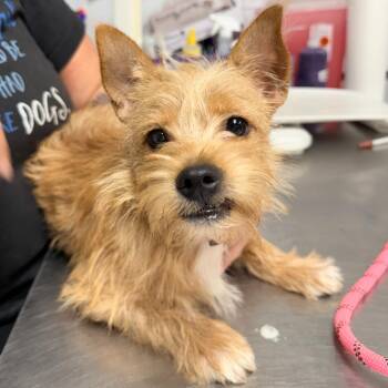 Vanilla -  Yorkshire Terrier Dog for Adoption in Trenton, New Jersey - Vanilla | PetCurious