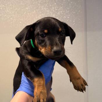 IVHS-Stray-144414 -  Rottweiler and Terrier Dog for Adoption in San Gabriel, California - IVHS-Stray-144414 | PetCurious