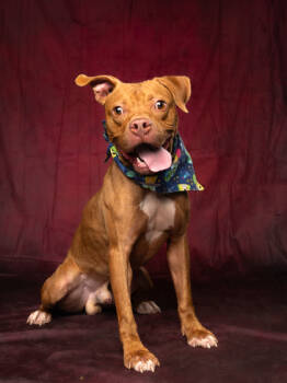 Rescue Pit Bull Terrier and Mixed Breed Dogs for Adoption in Atlanta, Georgia - Gruber | PetCurious